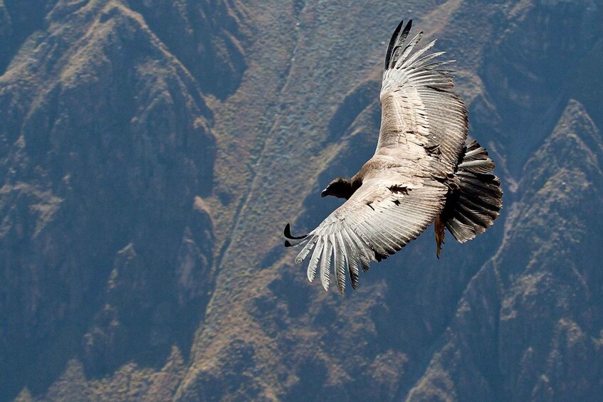 A bird of prey in flight with mountainous terrain in the background. 3