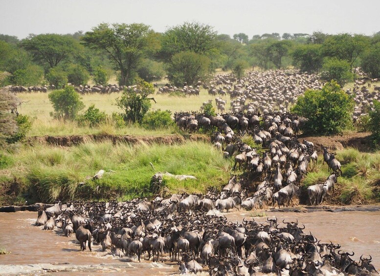 Picture 34 for Activity Arusha: 3-Day Safari to Tarangire, Lake Manyara & Ngorongoro 2