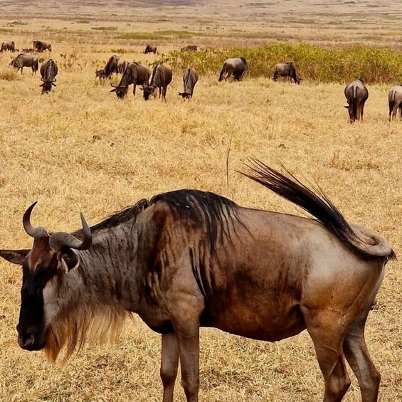 A wildebeest grazing in a dry grassland with a herd in the background. 5