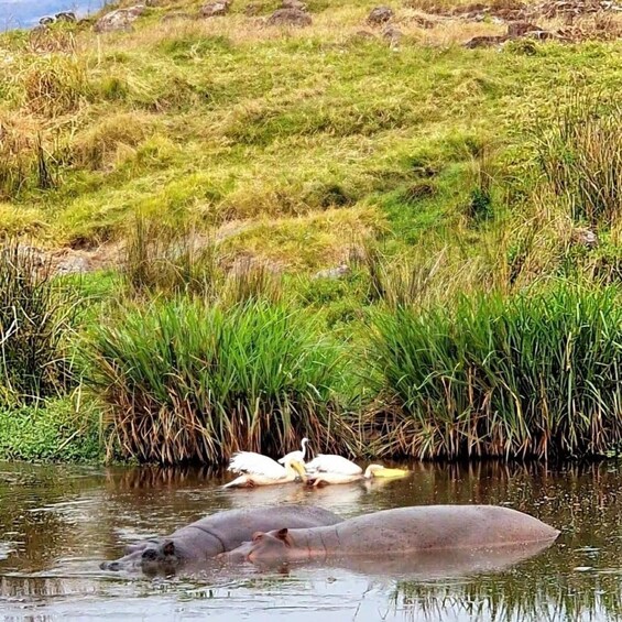 Hippos in water with birds on the shore. 3