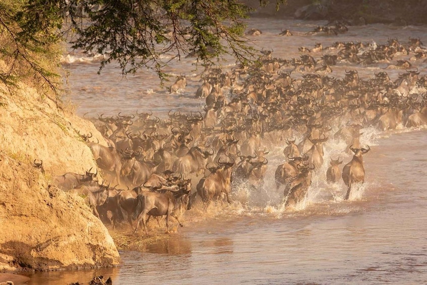 Picture 23 for Activity Arusha: 3-Day Safari to Tarangire, Lake Manyara & Ngorongoro 1