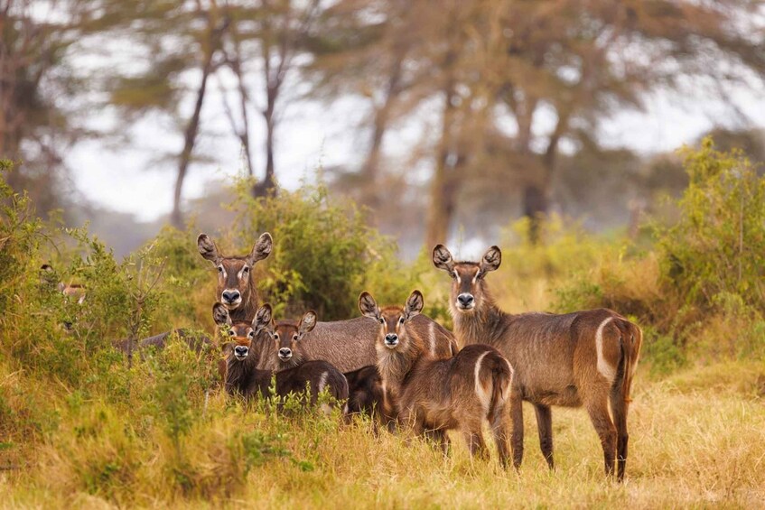 Picture 26 for Activity Arusha: 3-Day Safari to Tarangire, Lake Manyara & Ngorongoro 5