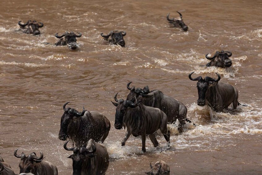 Picture 20 for Activity Arusha: 3-Day Safari to Tarangire, Lake Manyara & Ngorongoro 2