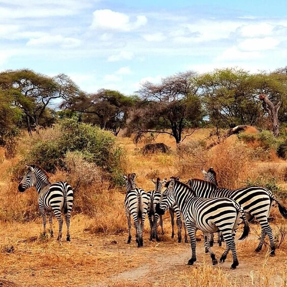 A group of zebras standing on a dry, grassy terrain with sparse trees in the background. 2