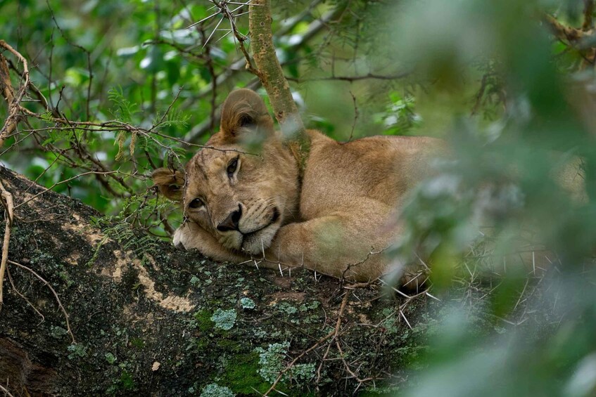Picture 35 for Activity Arusha: 3-Day Safari to Tarangire, Lake Manyara & Ngorongoro 3