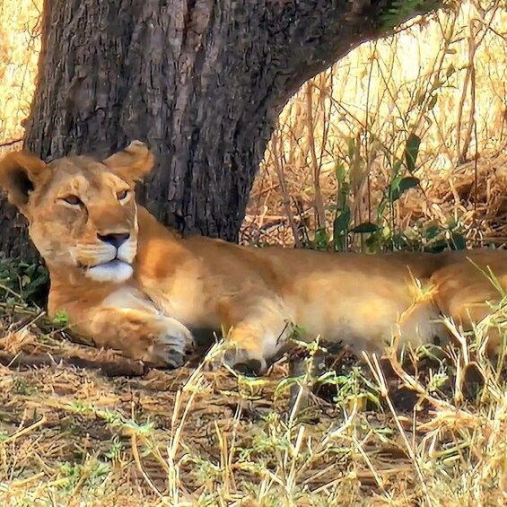 A lion lying under a tree in a dry grassland. 4