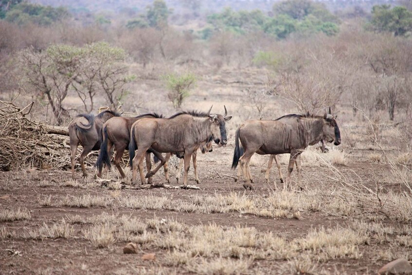 Picture 32 for Activity Arusha: 3-Day Safari to Tarangire, Lake Manyara & Ngorongoro 4