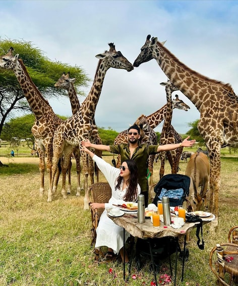 A picnic table with food and drinks, surrounded by giraffes in a grassy field. 2