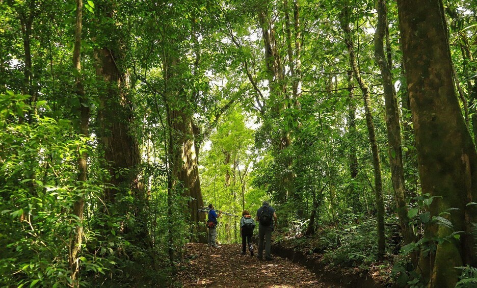 Picture 6 for Activity Cloud Forest Adventure: Hike the Mystical Canopy! 5