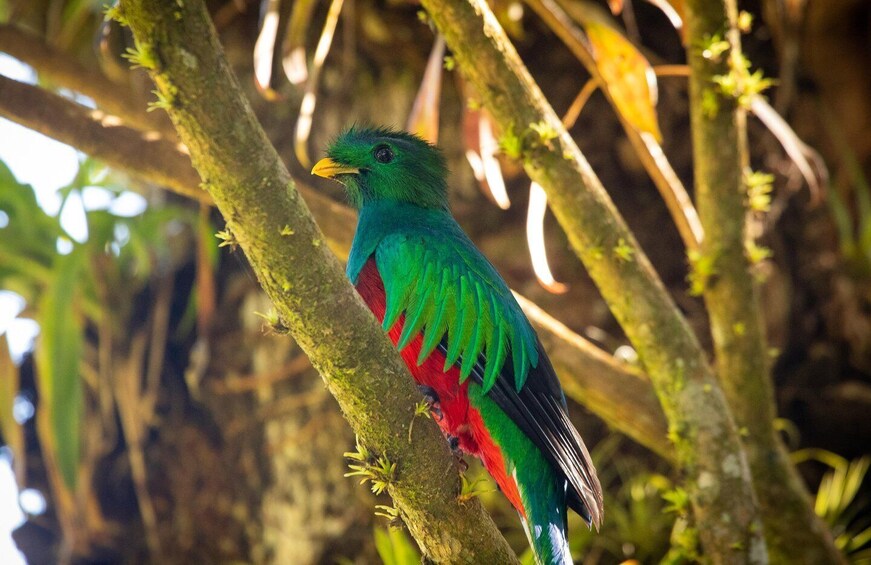 Cloud Forest Adventure: Hike the Mystical Canopy! 1