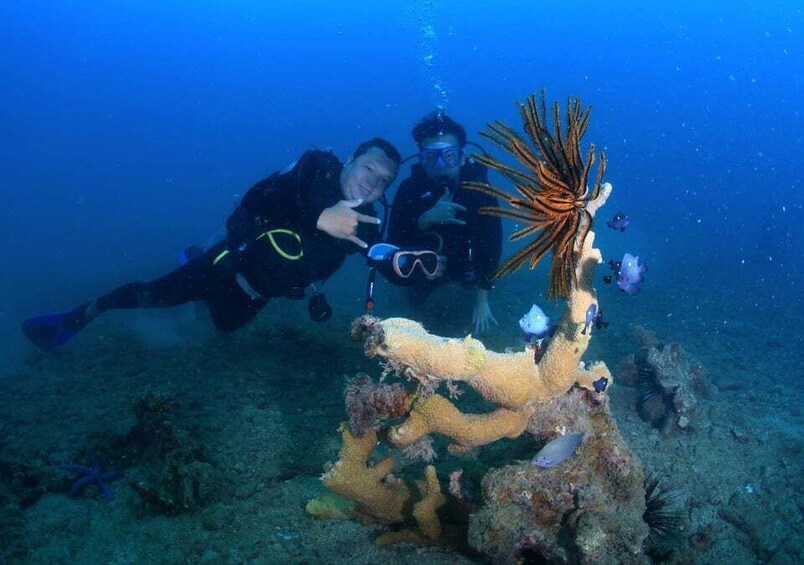 Due subacquei esplorano una barriera corallina ricca di vita marina. 5