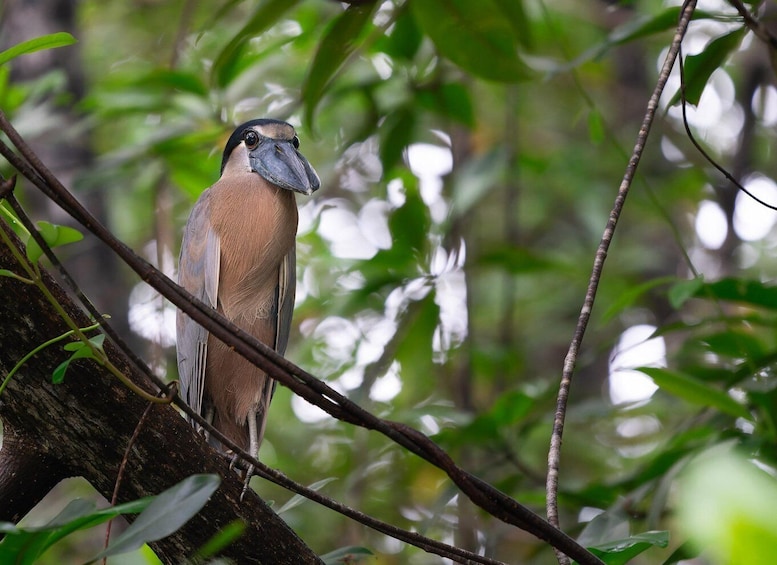 A toucan perched on a tree branch in a forest. 3