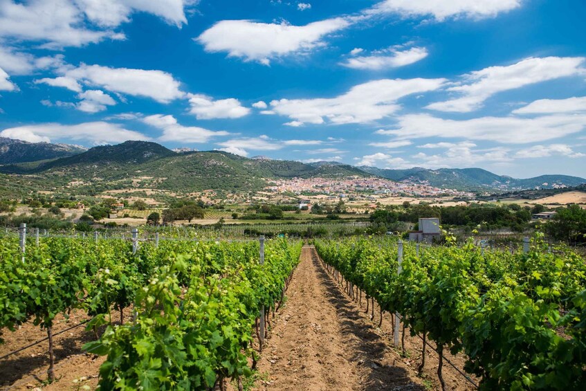 A vineyard with rows of grapevines leading to a town in the distance, surrounded by mountains. 3