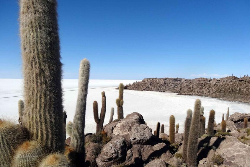 A desert landscape with tall cacti and a salt flat in the background. 3