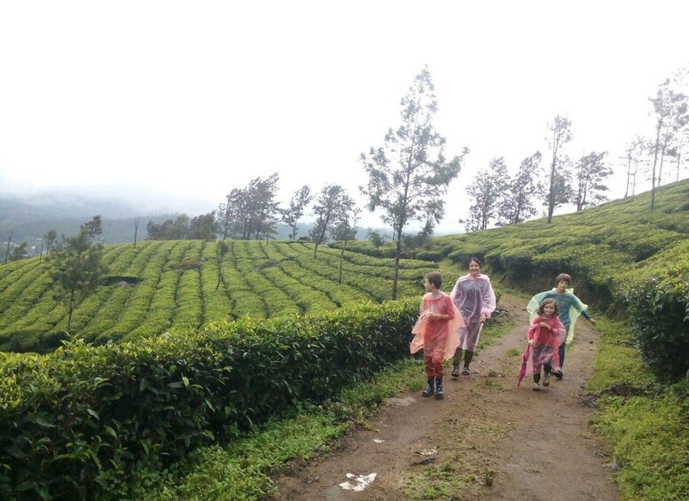 A group of people walking on a dirt path through a tea plantation with rows of tea bushes. 2
