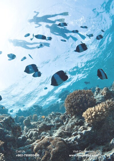 Picture 3 for Activity Aqaba: Private Beach, Pools, Snorkeling & Boat Trip,Transfer 2
