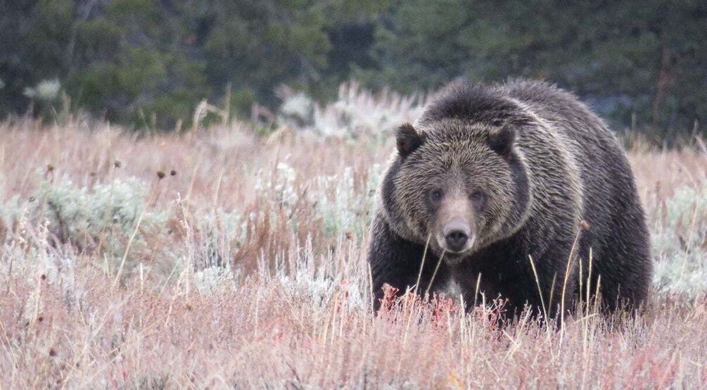Picture 1 for Activity From Jackson Hole: Grand Teton National Park Sunrise Tour 5