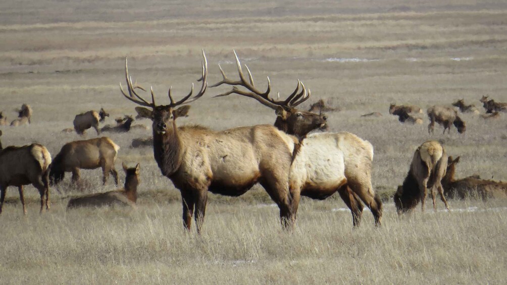 Picture 3 for Activity From Jackson Hole: Grand Teton National Park Sunrise Tour 3