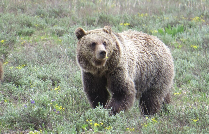 Picture 6 for Activity From Jackson Hole: Grand Teton National Park Sunrise Tour 2