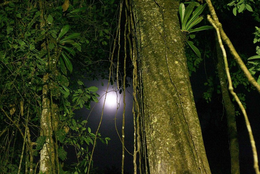 A tree trunk with hanging roots and dense foliage at night. 4