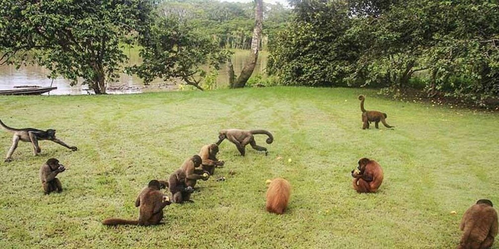 A group of monkeys on a grassy field with trees and a body of water in the background. 5