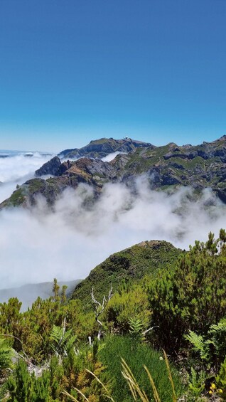 Picture 1 for Activity Madeira: Land & Sea 4x4 & Whale Watching Adventure 3
