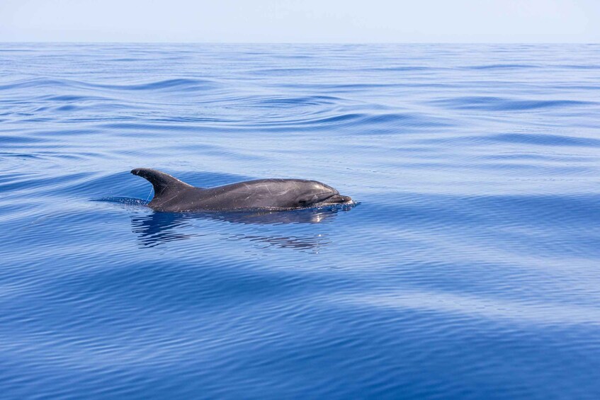 Picture 16 for Activity Funchal: 4x4 Tour and Whale Watching Boat Trip 1