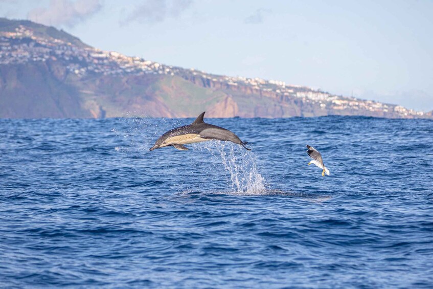 Picture 18 for Activity Funchal: 4x4 Tour and Whale Watching Boat Trip 3