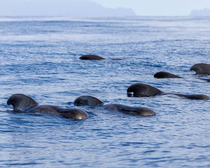 Picture 19 for Activity Funchal: 4x4 Tour and Whale Watching Boat Trip 4