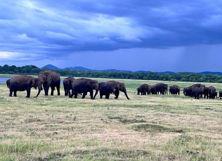A herd of elephants in a grassy field with a lake and mountains in the background. 4