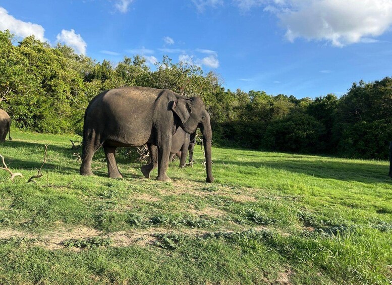 An elephant in a grassy field with trees in the background. 2