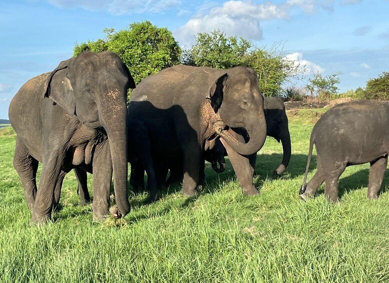 A group of elephants in a grassy field with trees in the background. 1