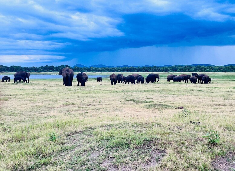 A herd of elephants in a grassy field with a lake and mountains in the background. 5