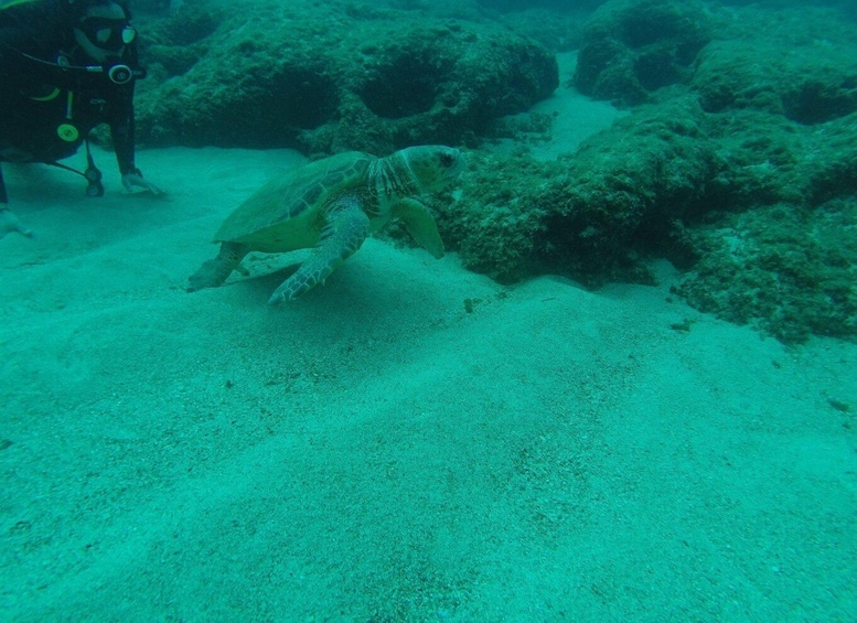 A sea turtle swimming near a diver and rocky underwater terrain. 2