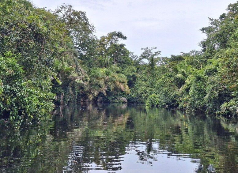 A calm river surrounded by dense tropical foliage. 2