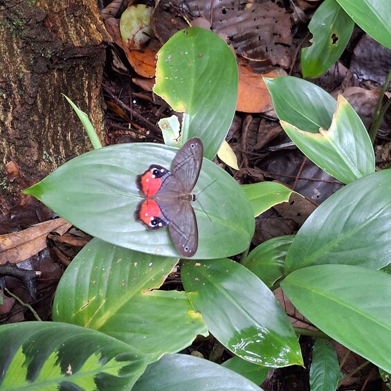 A butterfly resting on a green leaf. 5