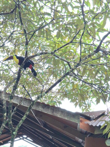 A toucan perched on a tree branch. 4