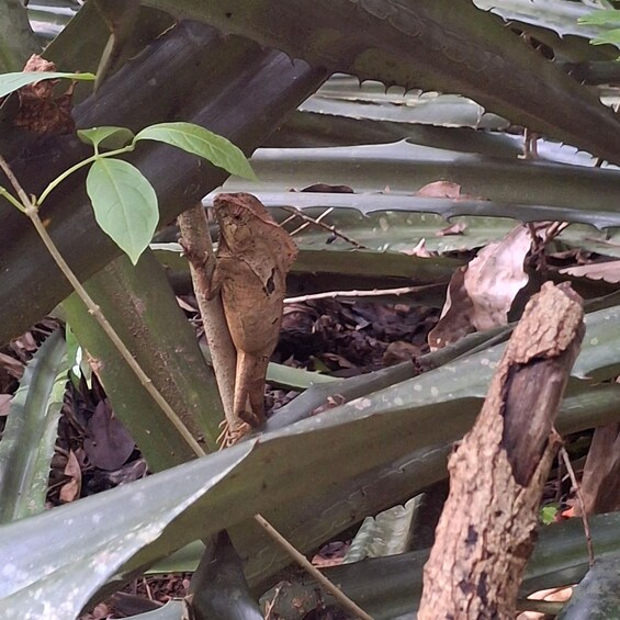 A frog on a plant branch. 3