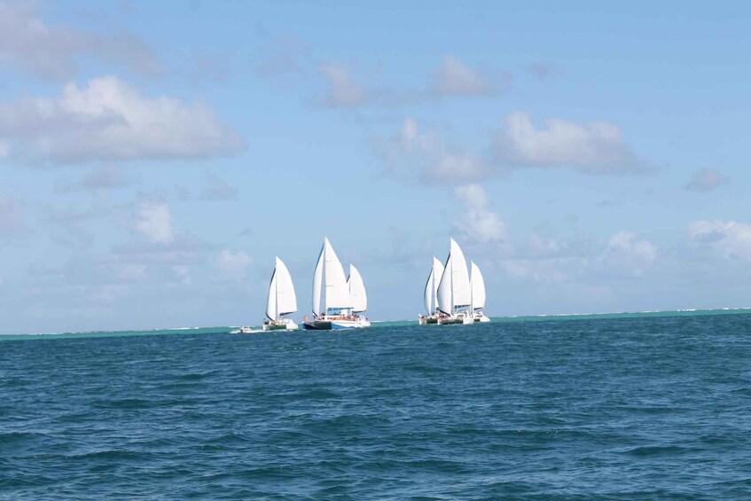 A group of sailboats with white sails on a calm sea under a clear sky. 2