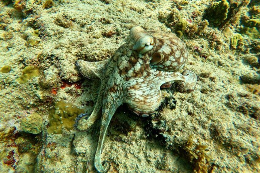 Snorkeling Adventure in Aguadilla 2