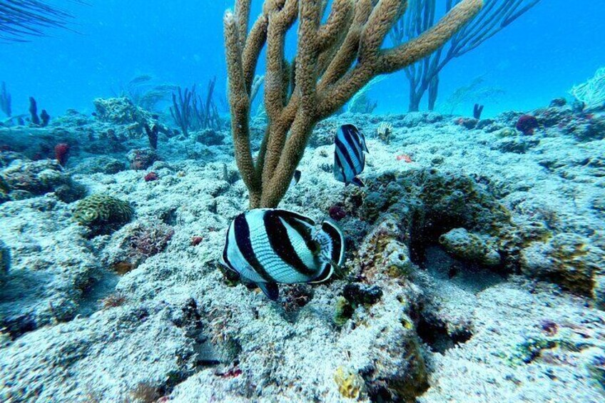 Snorkeling Adventure in Aguadilla