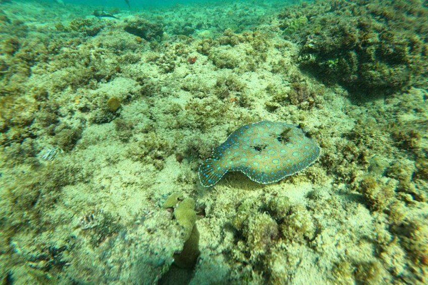 Snorkeling Adventure in Aguadilla 5