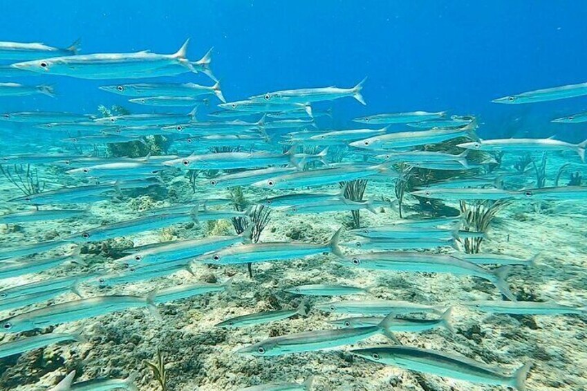 Snorkeling Adventure in Aguadilla