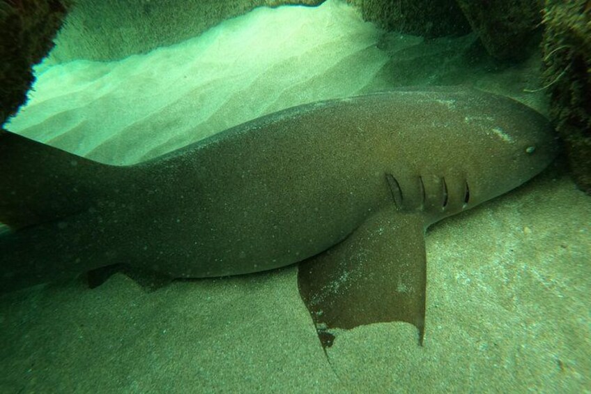 Snorkeling Adventure in Aguadilla 3