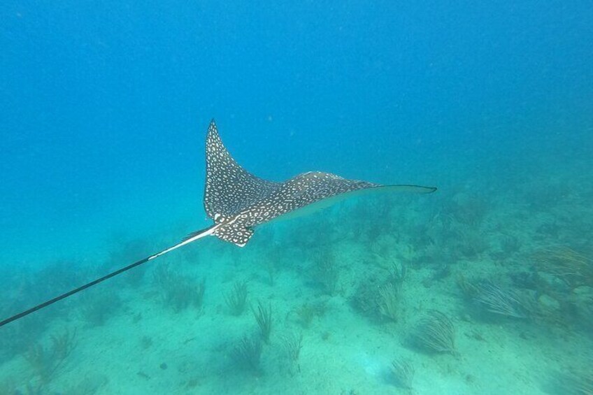 Snorkeling Adventure in Aguadilla