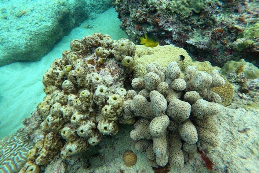 Snorkeling Adventure in Aguadilla 4