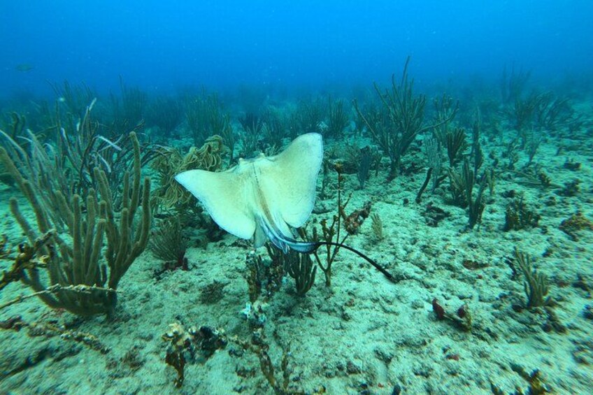 Snorkeling Adventure in Aguadilla 3
