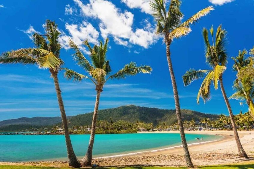 A beach with palm trees and turquoise water. 2