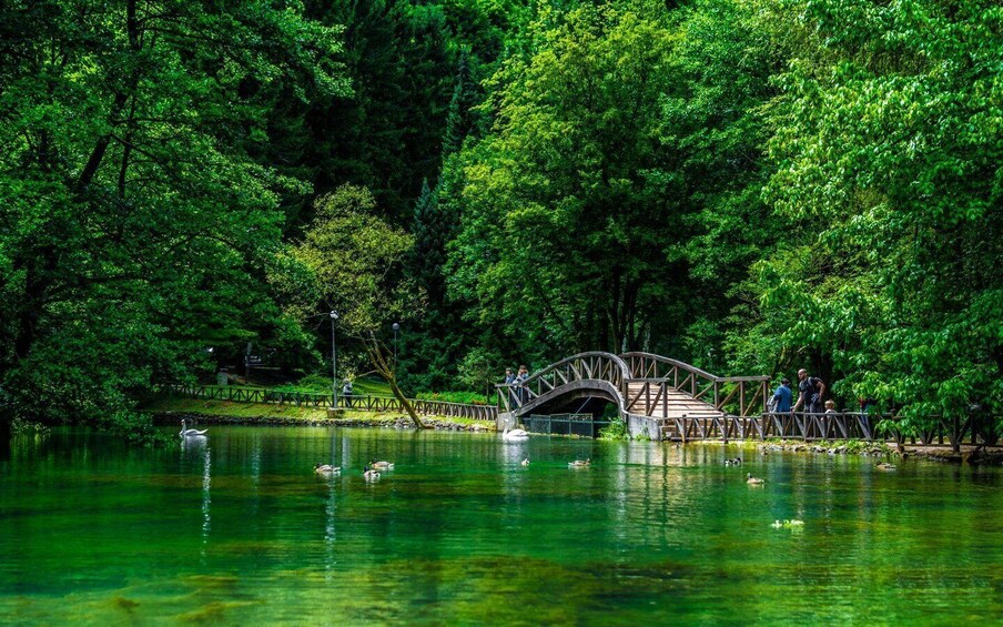 A wooden bridge over a calm lake surrounded by lush green trees. 3