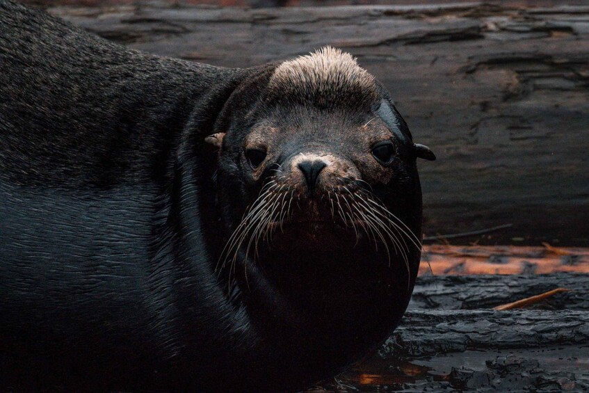 A seal with a dark coat and a lighter head, standing on a wet surface with a log in the background. 3